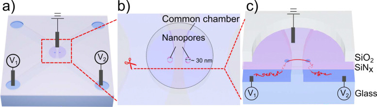 DNA Dynamics in Dual Nanopore Tug-of-War.