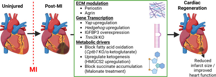 Transcriptional, proteomic and metabolic drivers of cardiac regeneration.