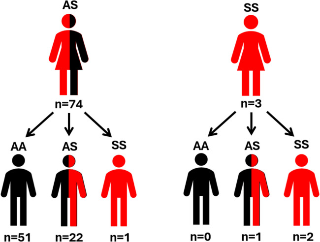 Integration of newborn screening for sickle cell disease into primary health care in Bukavu, Democratic Republic of the Congo: a pilot study.