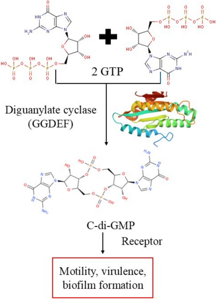 Updates on therapeutic targeting of diguanylate cyclase for addressing bacterial infections: A comprehensive review.