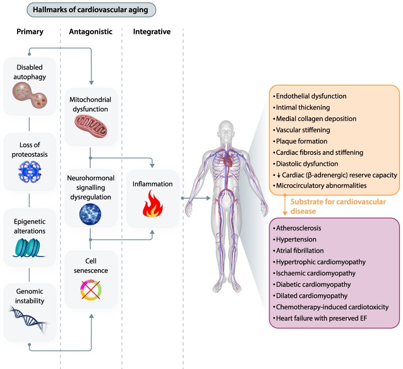 Anti-ageing interventions for the treatment of cardiovascular disease.