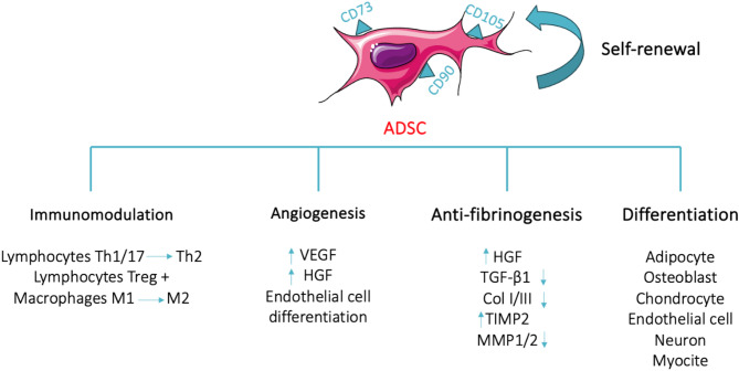 Evolution of cell therapies derived from adipose tissue: historical perspectives, current development trends and future directions.