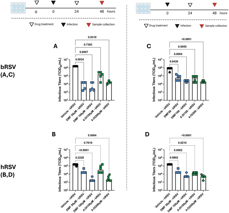NRF2 agonists 4-octyl-itaconate and dimethyl fumarate reduce human and bovine RSV proliferation and RSV disease in a murine model.