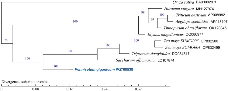 Characterization of the complete mitochondrial genome of <i>Pennisetum giganteum</i> A. Rich. (Poaceae).