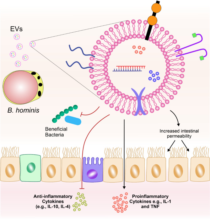 Extracellular vesicles in intestinal protozoa: hidden mediators of host-parasite communication.