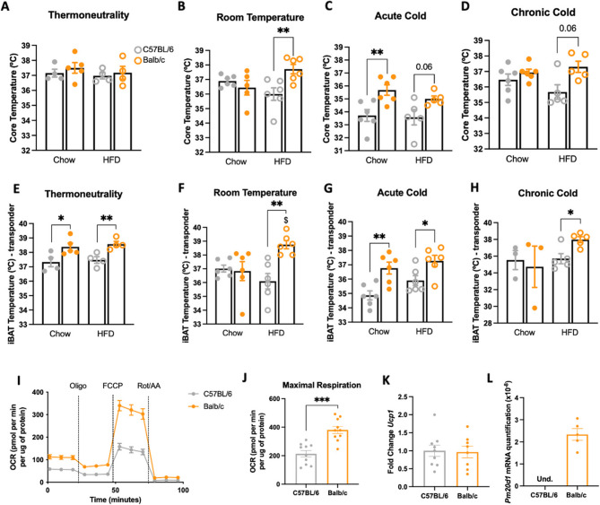 Bidirectional shifts in Pm20d1 expression impact thermogenesis and metabolism.