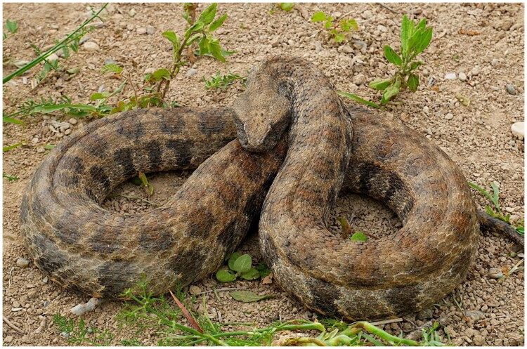 The cypriot blunt-nosed viper <i>Macrovipera lebetinus lebetinus</i>: complete mitochondrial genome revealed by next-generation sequencing.