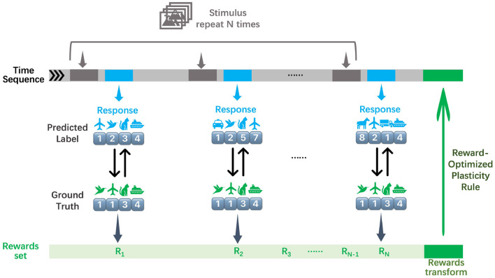 Reward-optimizing learning using stochastic release plasticity.