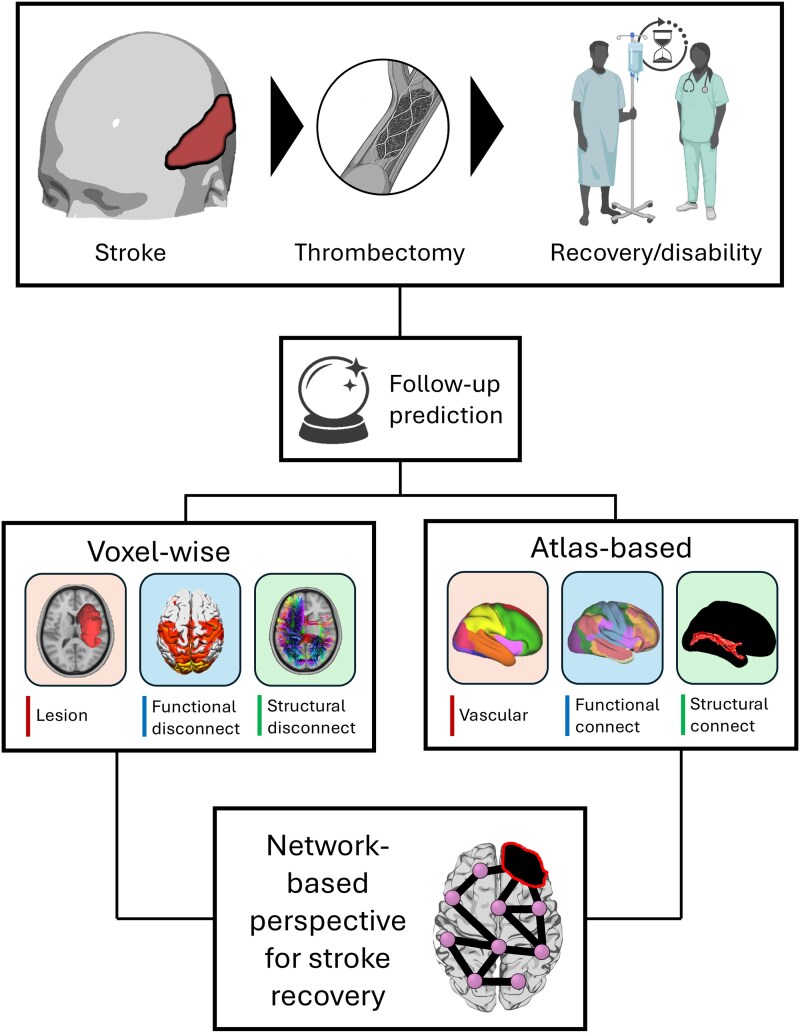 Large-scale network topography of stroke predicts functional outcome after mechanical thrombectomy.