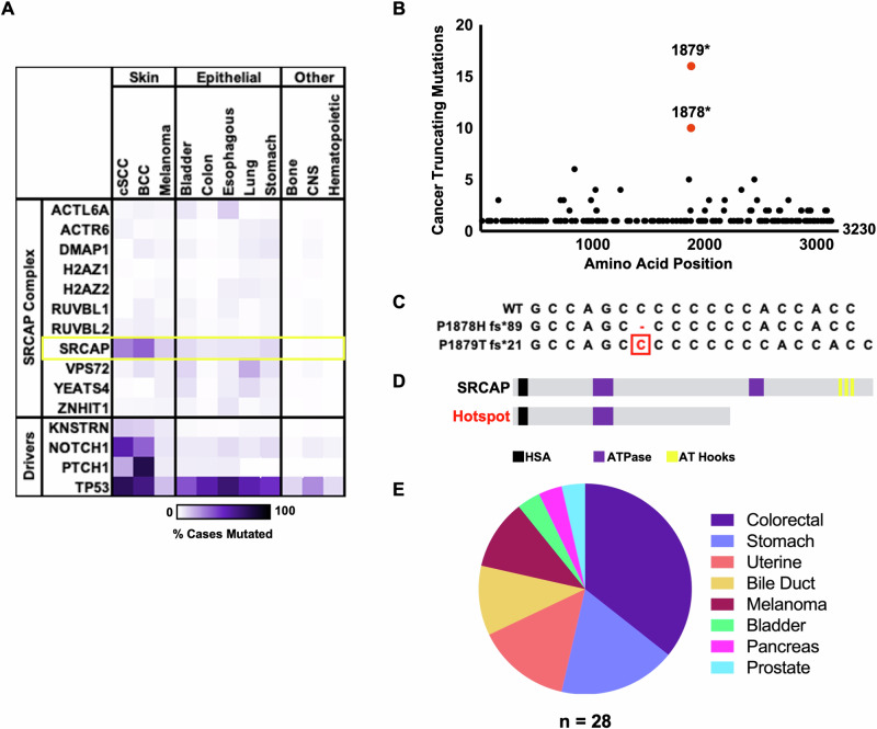 A dominant SRCAP truncating mutation promotes squamous cell carcinoma progression.