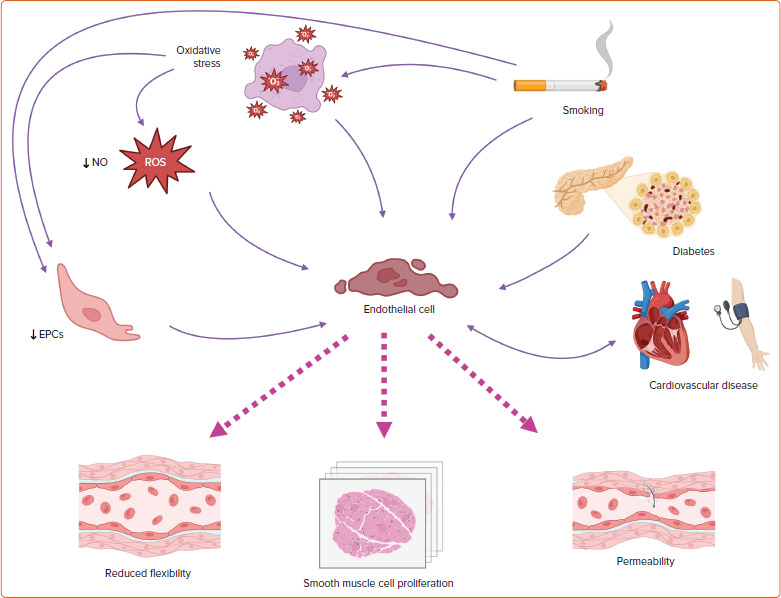 Addressing Endothelial Dysfunction in Heart Failure: The Role of Endothelial Progenitor Cells and New Treatment Horizons.