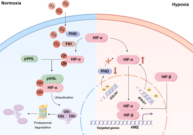 DNA methylation in adaptation to high-altitude environments and pathogenesis of related diseases.