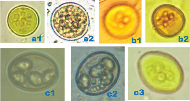 Gastrointestinal Parasites of Zoonotic Importance Detected in Bats in the Conservation Area of Semuliki National Park, Western Uganda.
