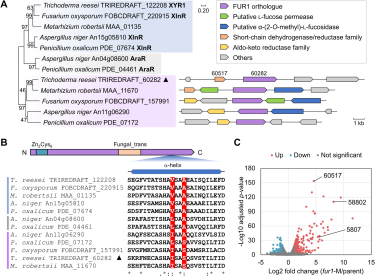 An l-fucose-responsive transcription factor cross-regulates the expression of a diverse array of carbohydrate-active enzymes in Trichoderma reesei.