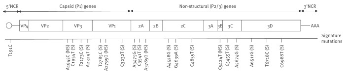 Early detection of a circulating pre-vaccine-derived poliovirus type 1 (pre-VDPV1) variant linked to an acute flaccid polio case prior to VDPV1 emergence, Israel, 2024 to 2025.