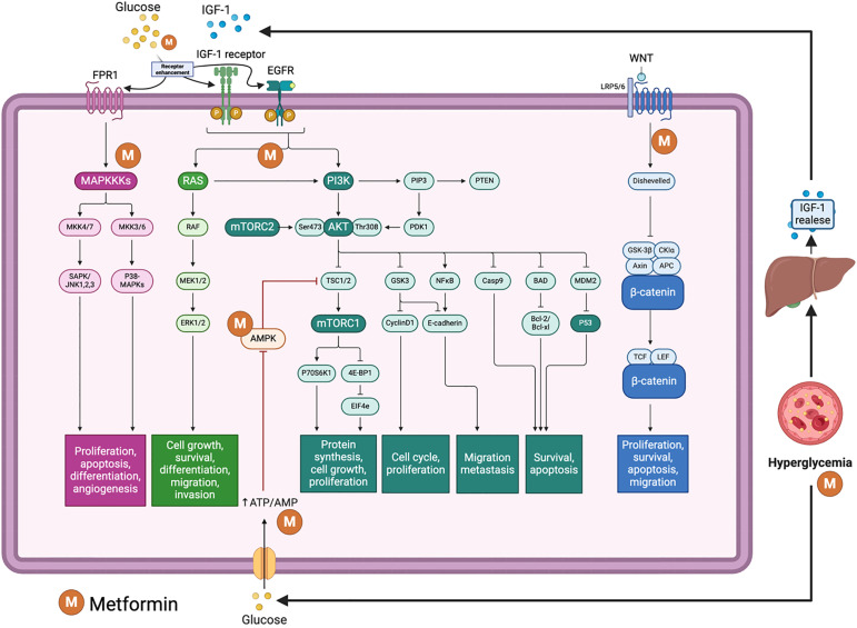 Glucose and antidiabetic therapy in temozolomide resistance in glioblastoma.
