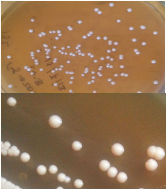 Probiotic potential of 'lactobacilli' isolated from traditionally fermented Ethiopian honey wine (Tej).