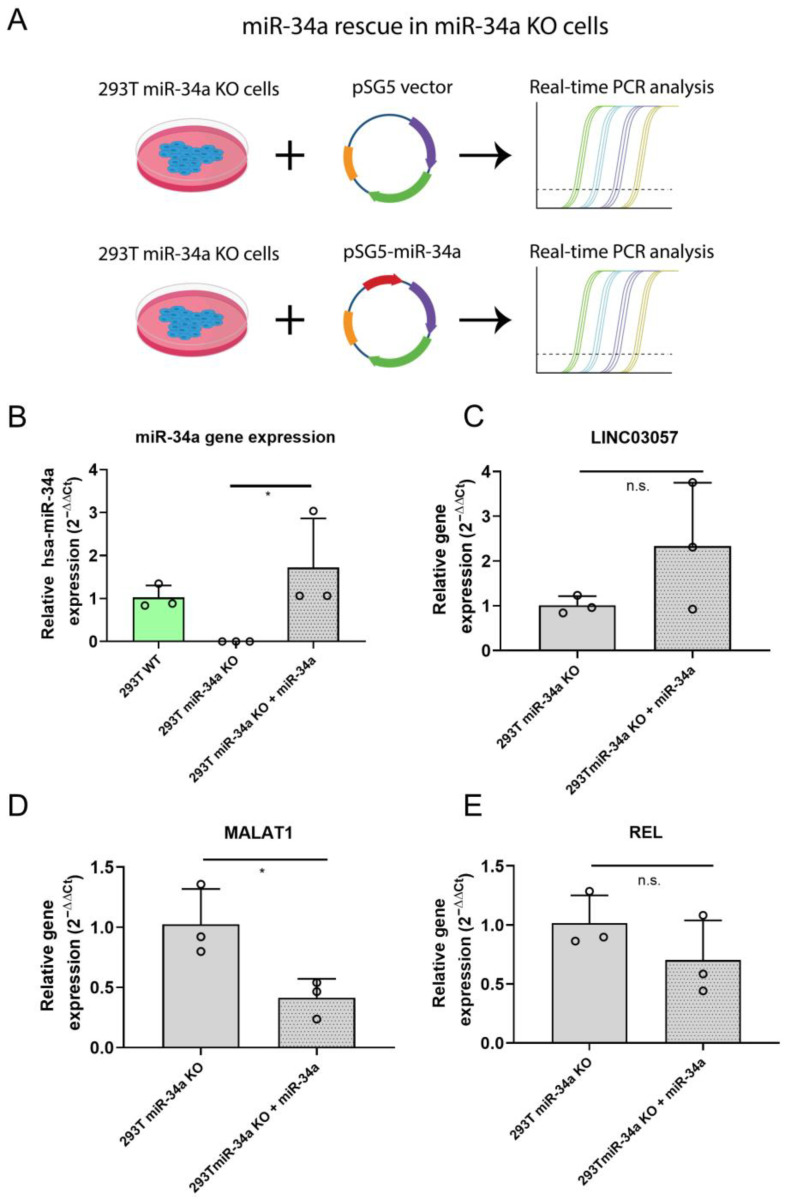 MALAT1 Expression Is Deregulated in miR-34a Knockout Cell Lines.