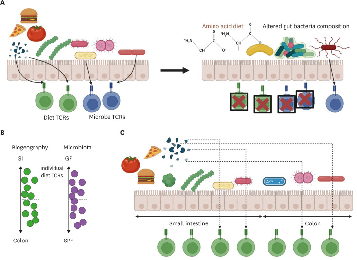 A Novel Approach of T Cell Receptor Classification Reveals Dynamic Interactions Amongst Diet, Microbiota, and Host T Cells.