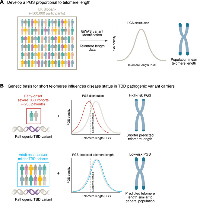Genetic risk in telomere biology disorders: it adds up.
