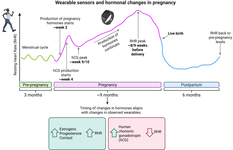 Association between wearable sensor signals and expected hormonal changes in pregnancy.