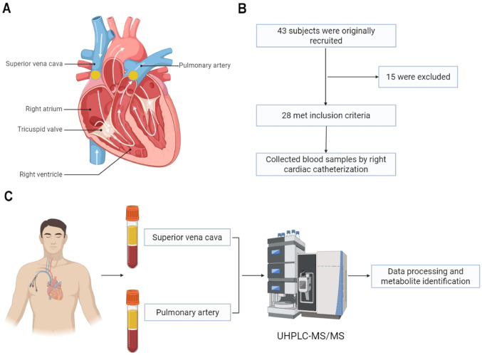 Plasma non-targeted metabolomics unravels the metabolic features of normal trans-right heart.