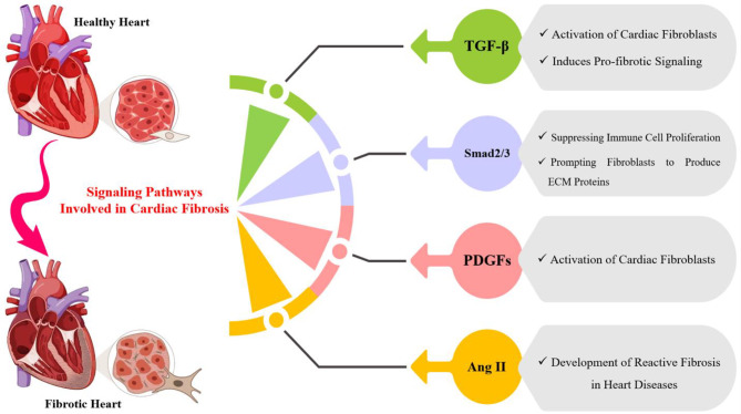 Revolutionizing cardiac fibrosis treatment: the potential of personalized CAR T-cell therapy.