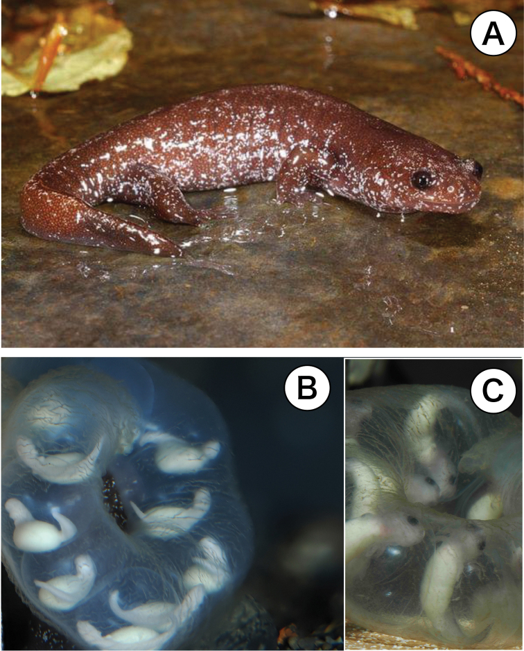 ﻿Karyotype of <i>Hynobiusfucus</i> Lai et Lue, 2008, a salamander endemic to Taiwan with comments in memory of June-Shian Lai, a pioneer in studies of mountainous salamanders (Urodela, Hynobiidae).