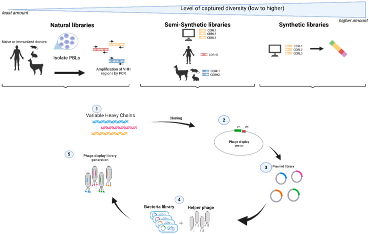 Guidelines in the Preparation of Fully Synthetic, Human Single-Domain Antibody Phage Display Libraries.