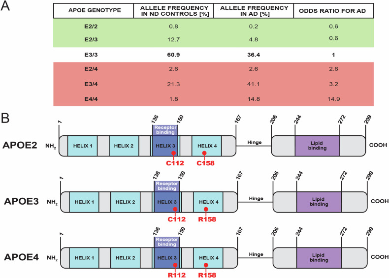 Fueling the brain - the role of apolipoprotein E in brain energy metabolism and its implications for Alzheimer's disease.