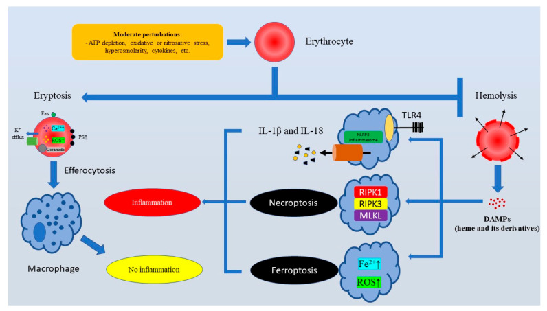 Eryptosis in Liver Diseases: Contribution to Anemia and Hypercoagulation.