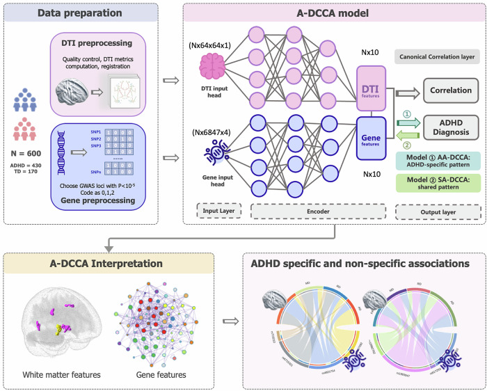 Deep adversarial learning identifies ADHD-specific associations between apoptotic genes and white matter microstructure in frontal-striatum-cerebellum circuit.