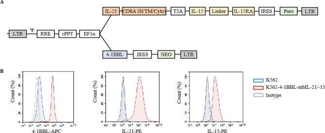 A novel feeder cell based on 4-1BBL and membrane-bound IL-21/IL-15 induce highly expansion and anti-tumor effect of natural killer cells.