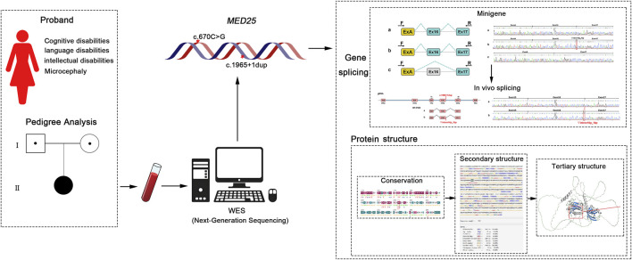 Unraveling the pathogenicity role of the novel compound heterozygous mutations of MED25 gene in a Chinese patient with BVSYS.