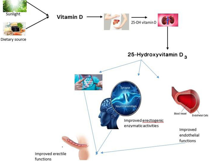 Vitamin D in male sexual functions: unwrapping the sunshine hormone activities in erectile function and beyond.