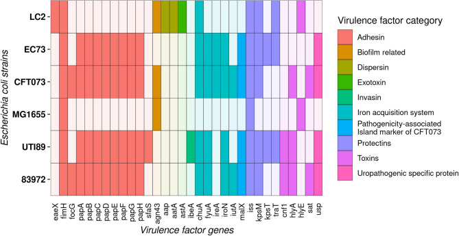 Uropathogenic Escherichia coli (UPEC) that hides its identity: features of LC2 and EC73 strains from recurrent urinary tract infections.