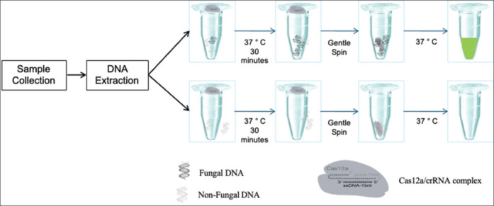 Rapid one-tube RPA-coupled CRISPR/Cas12a-based RID-MyC assay for the diagnosis of fungal keratitis.