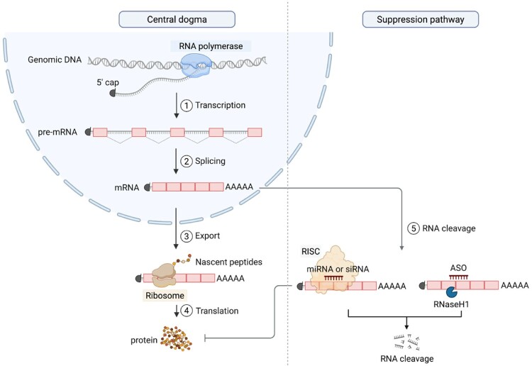The RNA revolution in medicine: from gene regulation to clinical therapeutics.