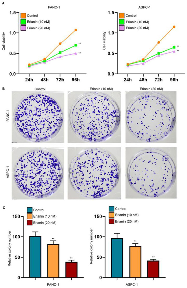 Erianin Suppresses Pancreatic Cancer Progression by Inducing Cell Cycle Arrest and Ferroptosis.