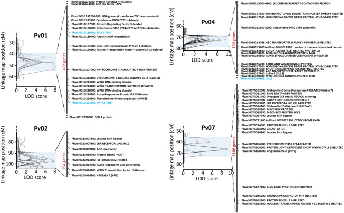 Genetic control of stem elongation in common bean and the influence of age and flowering time.