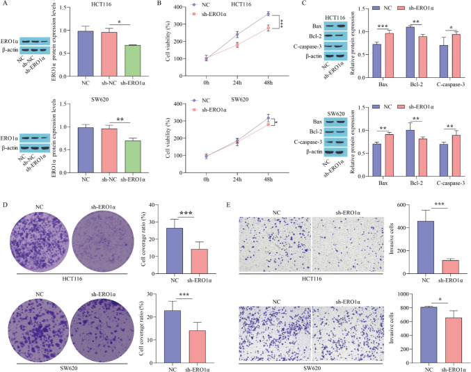 ERO1α regulates colon cancer progression and 5-FU resistance through the miR-451a/ARF1 axis.