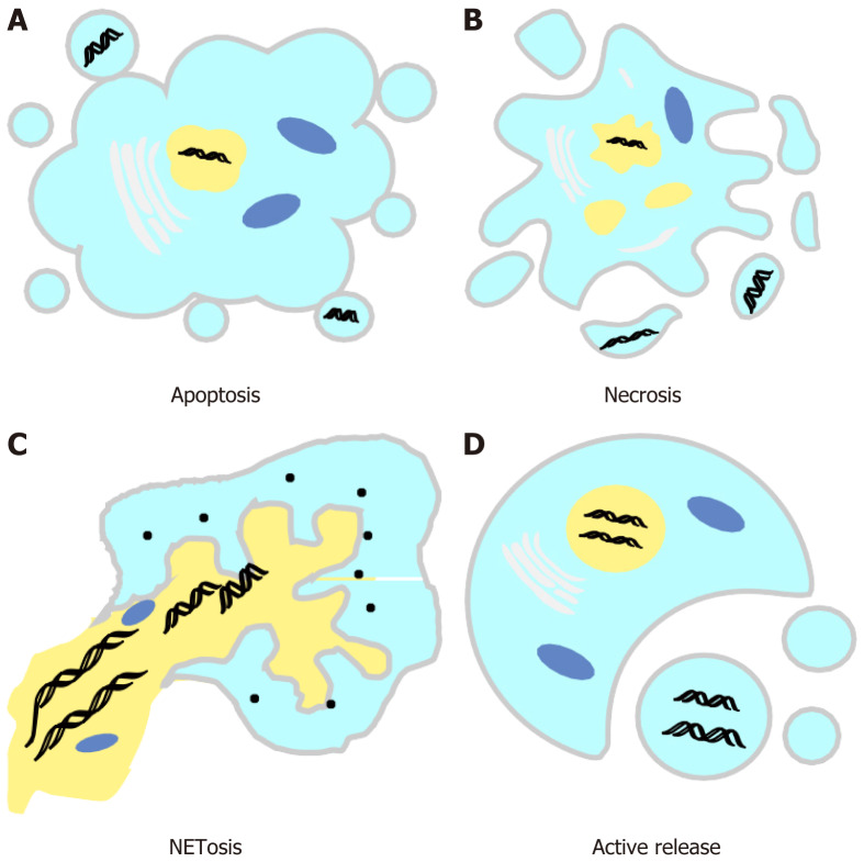 Cell-free DNA in extracellular vesicles: A candidate biomarker of schizophrenia.