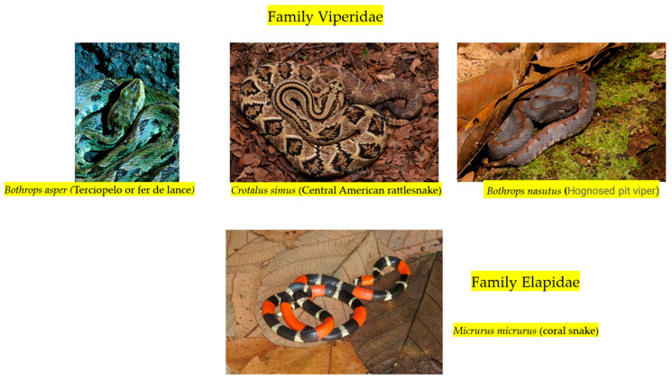 Snakebites in the Central American Region: More Government Attention Required.