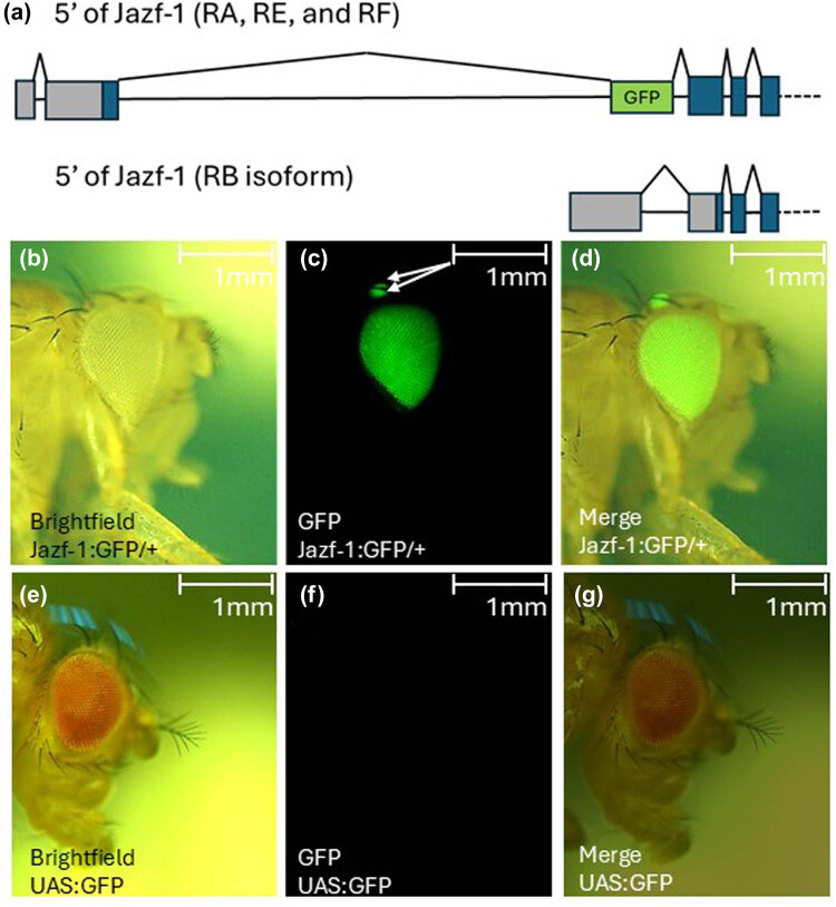 The NuA4/TIP60 histone-modifying complex and Hr78 modulate the <i>Lobe</i> <sup><i>2</i></sup> mutant eye phenotype.