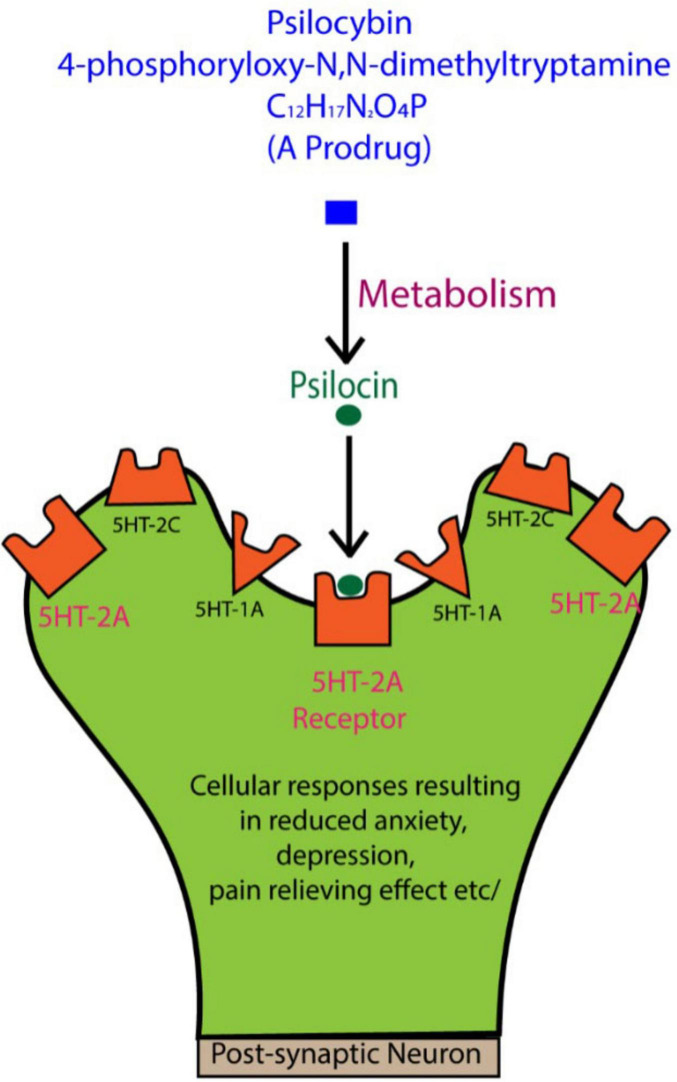 Neurobiology of psilocybin: a comprehensive overview and comparative analysis of experimental models.