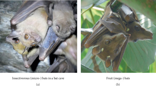 Gastrointestinal Parasites of Zoonotic Importance Detected in Bats in the Conservation Area of Semuliki National Park, Western Uganda.