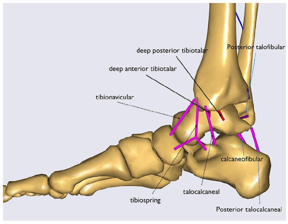 A Pilot Validation Study of a Biomechanical Simulation Model for Rotational Ankle Injuries Using Robotic Cadaveric Testing.