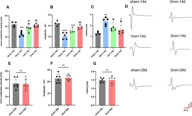A Study of the Safety of Low Temperature Plasma Radiofrequency Ablation on Rat Sciatic Nerve.