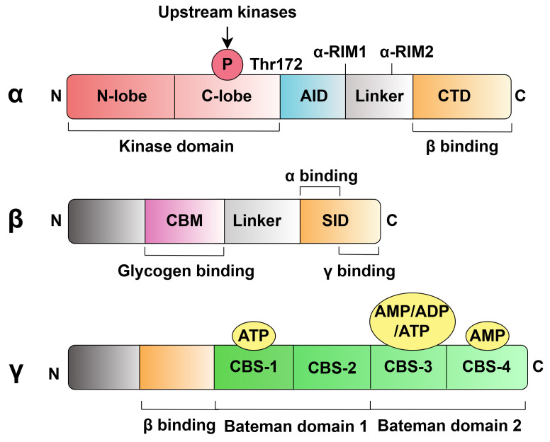 The Role of AMPKα in the Mechanism of Development and Treatment of Heart Failure.