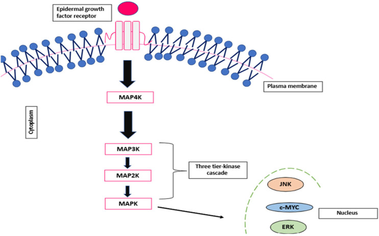 The Role of Non-Coding RNAs in the Regulation of Oncogenic Pathways in Breast and Gynaecological Cancers.